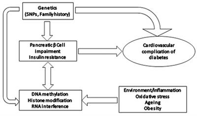 Emerging Evidence of Epigenetic Modifications in Vascular Complication of Diabetes